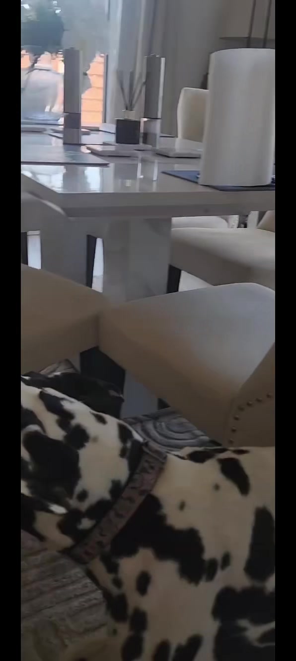 @Tommy & Babbles the Dalmatian
