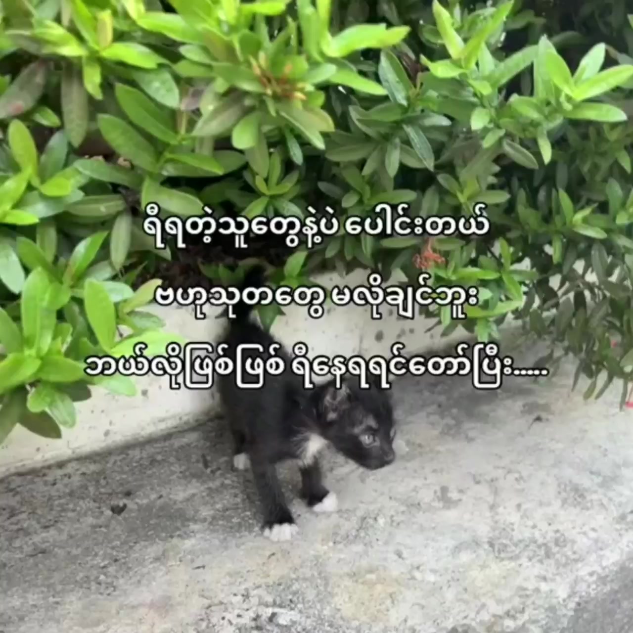@🍑May Thawn Sat🍑