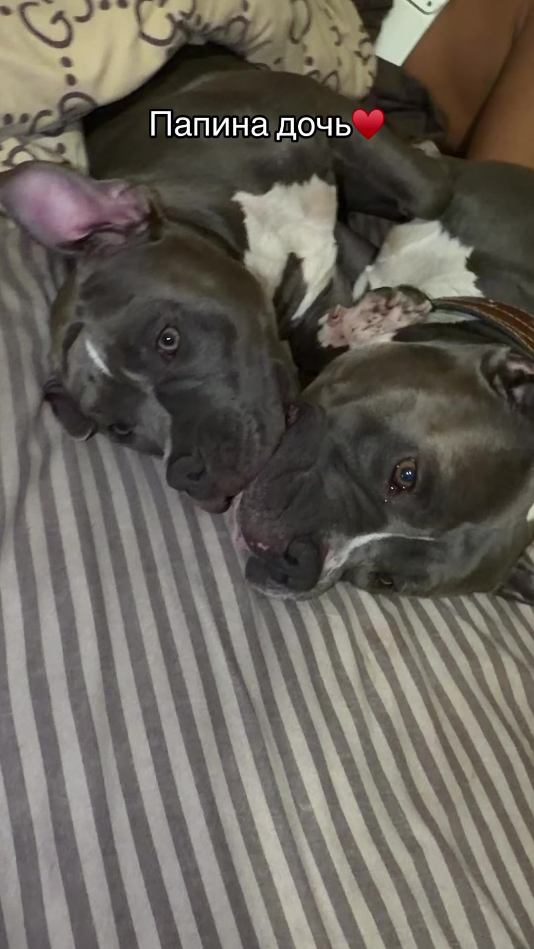 @Odessa Bully kennel