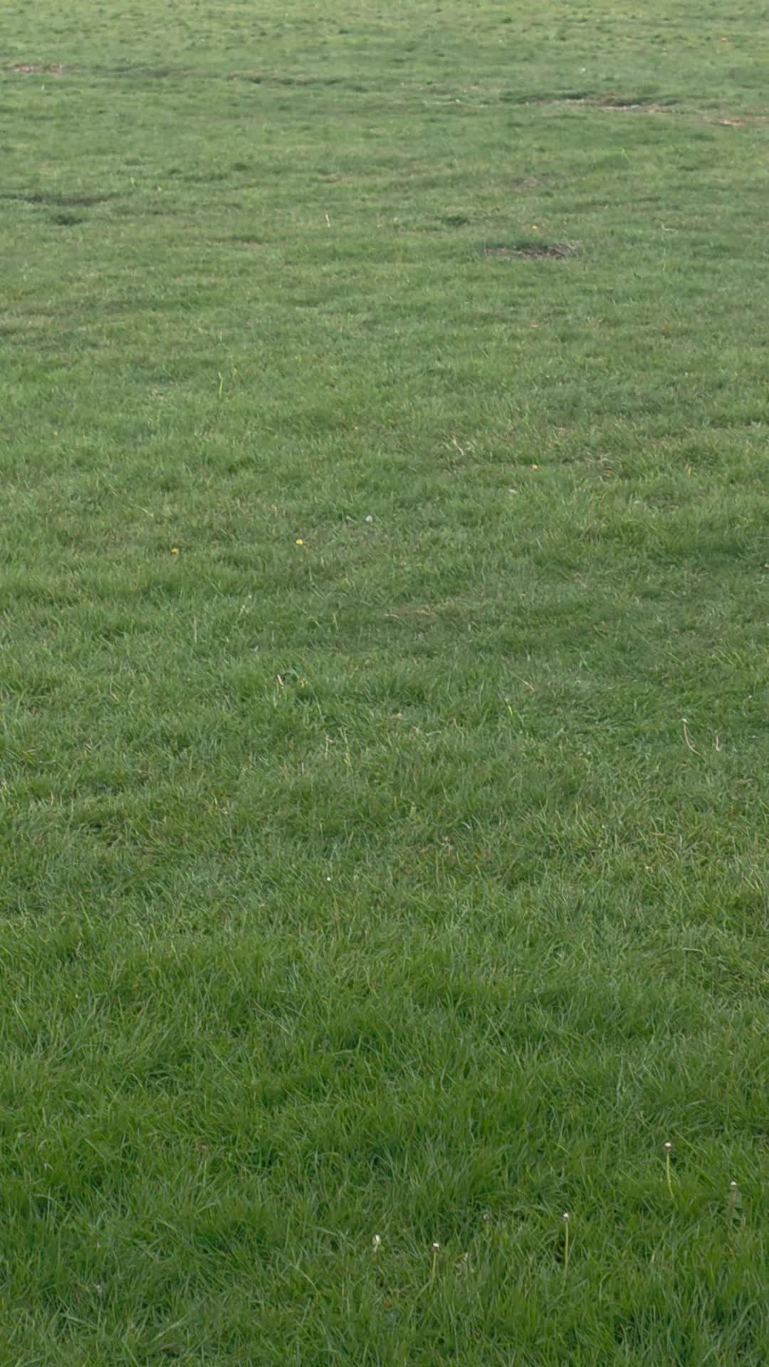 @#cooperthegreatdaneasaurusrex