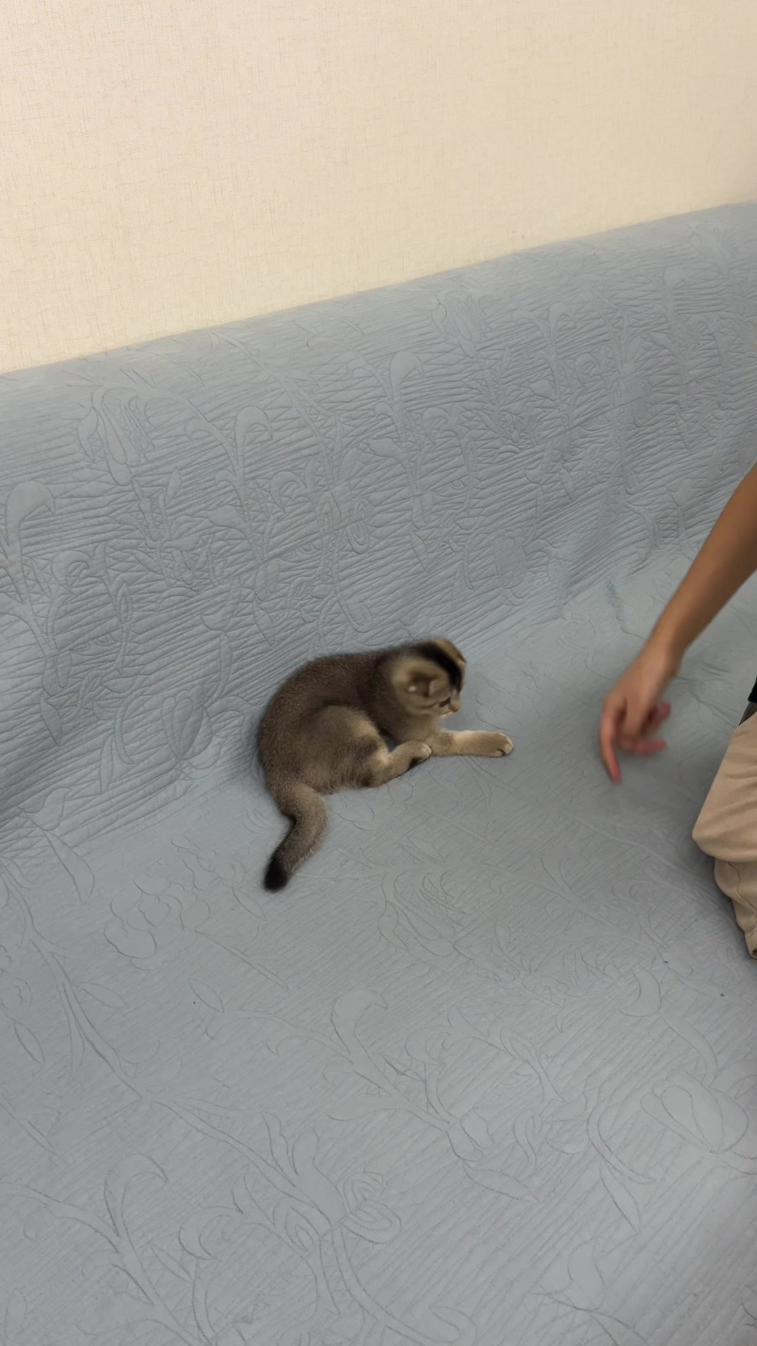@kittens_uz