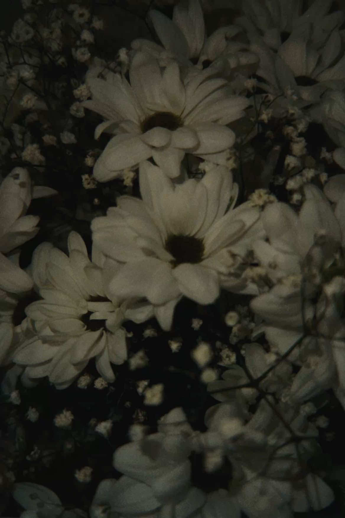 @/ᐠ - ˕ -マ Ⳋ