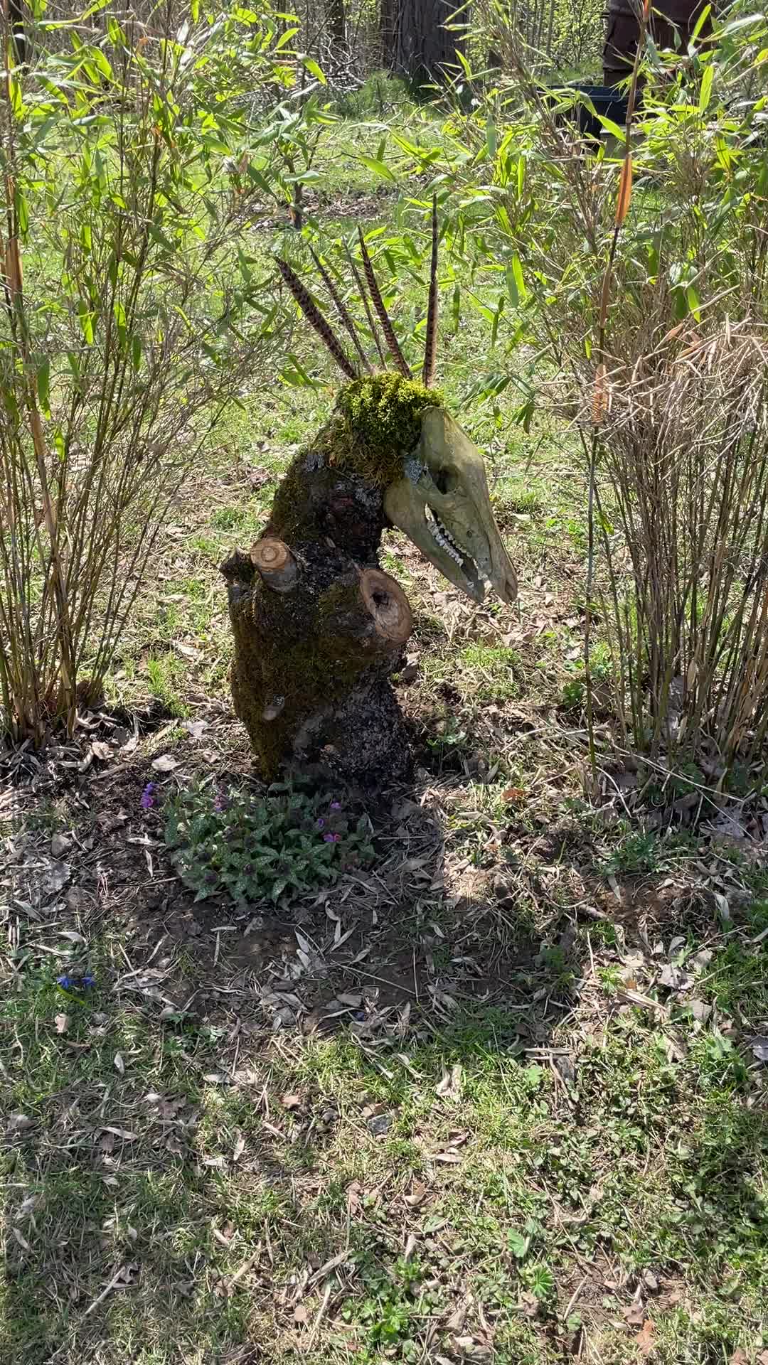 @From the woods