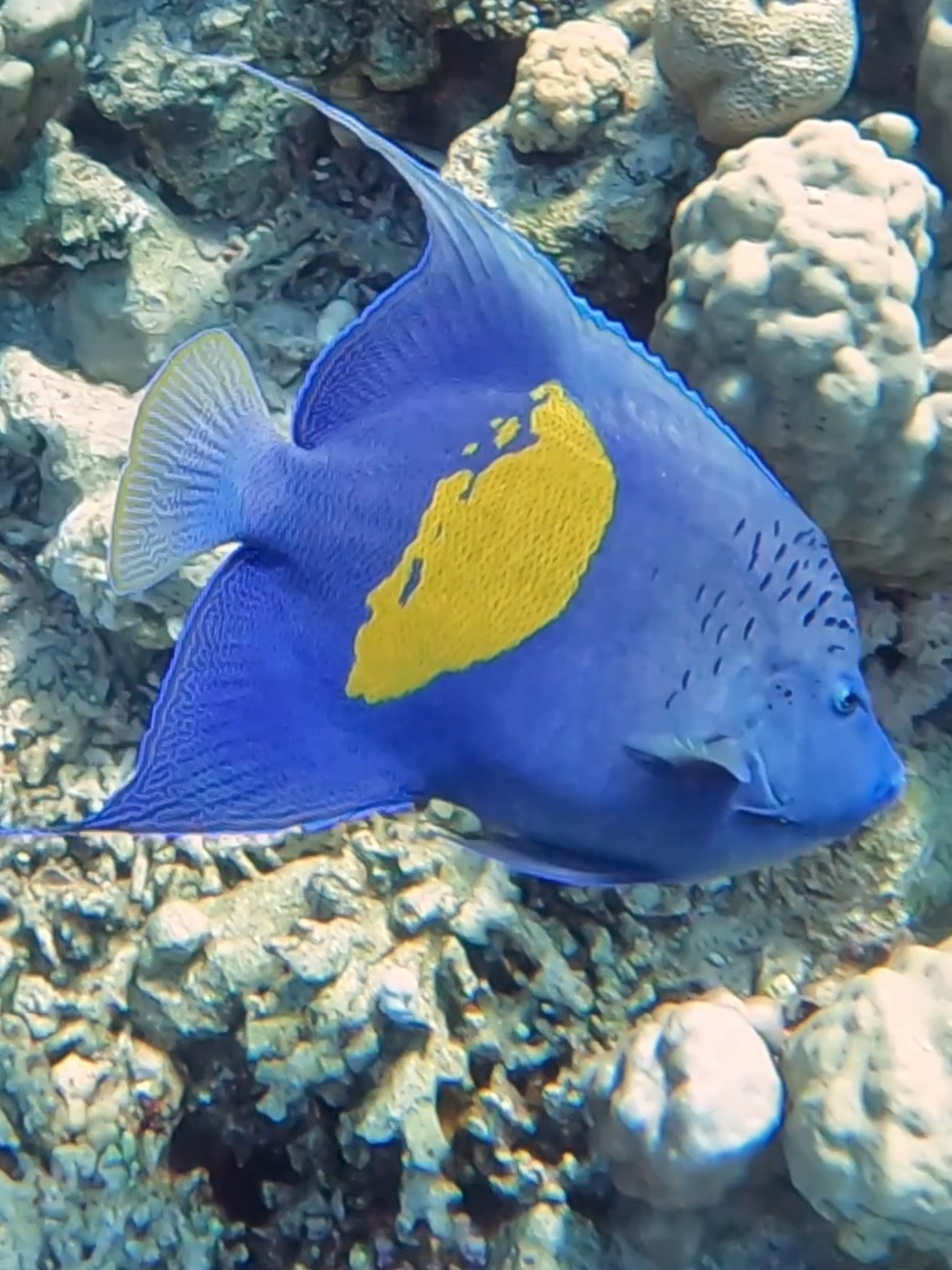 @Our Underwater Universe