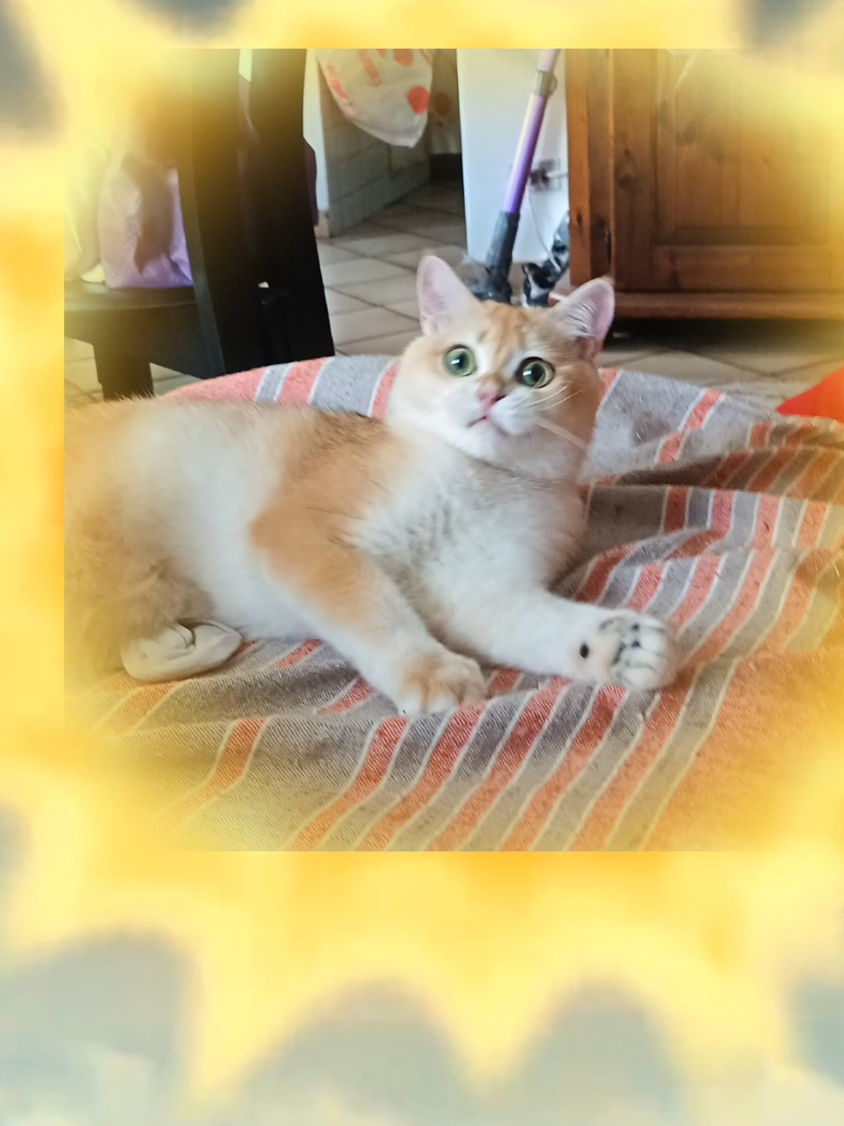 @Gaston & Margot 🐈♥️🐱