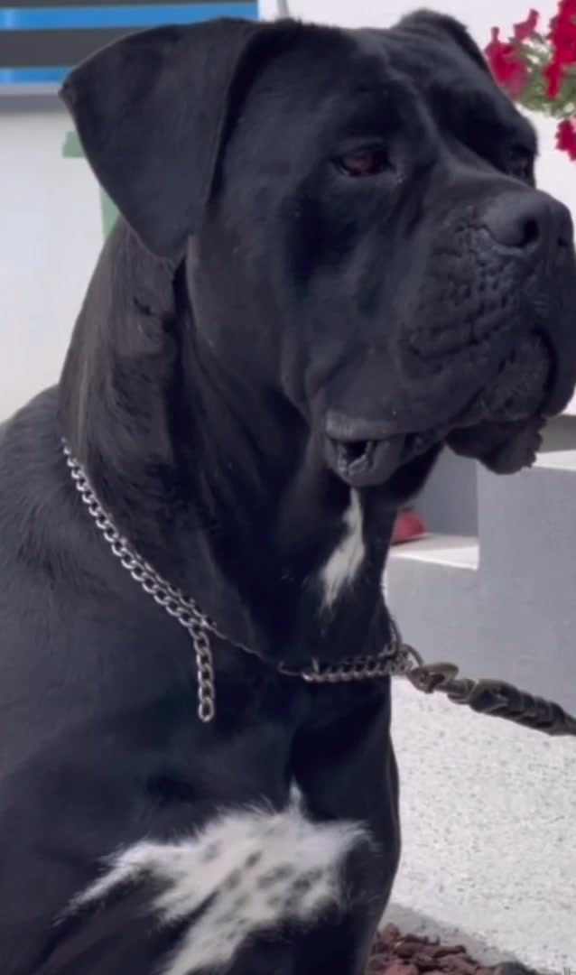@CANE CORSO CLUB