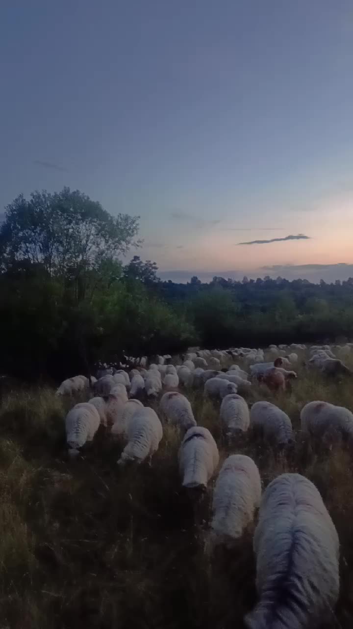 @costy_Turbăceanu