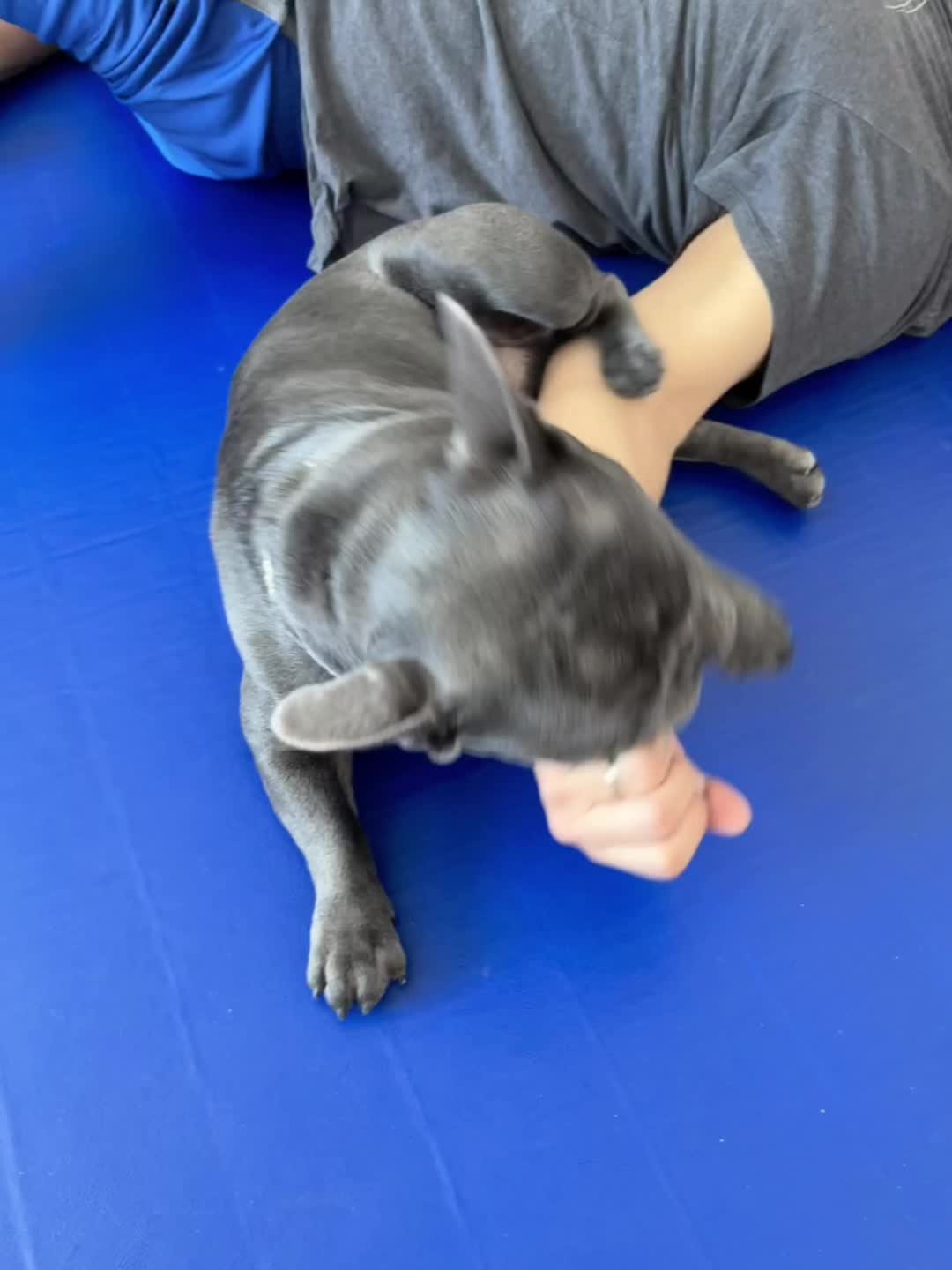 @Shaq Diesel