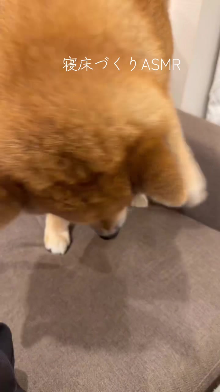 @柴犬むーちゃん