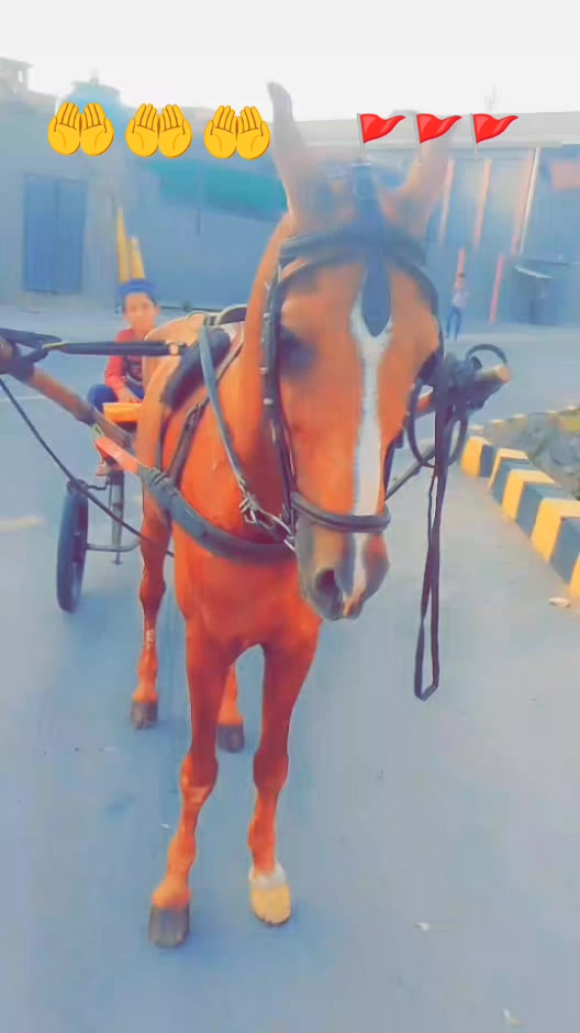 @Sajjad Ali 🐴🐴🐎