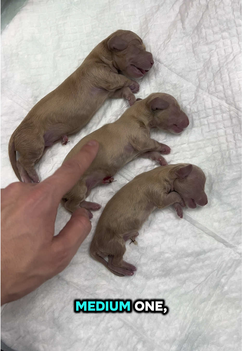 @Tomasthevet