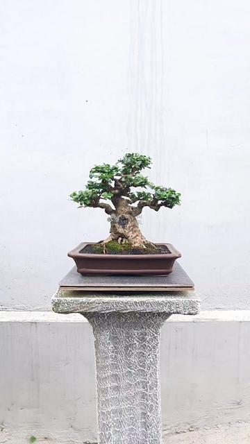@Bonsai Mungil