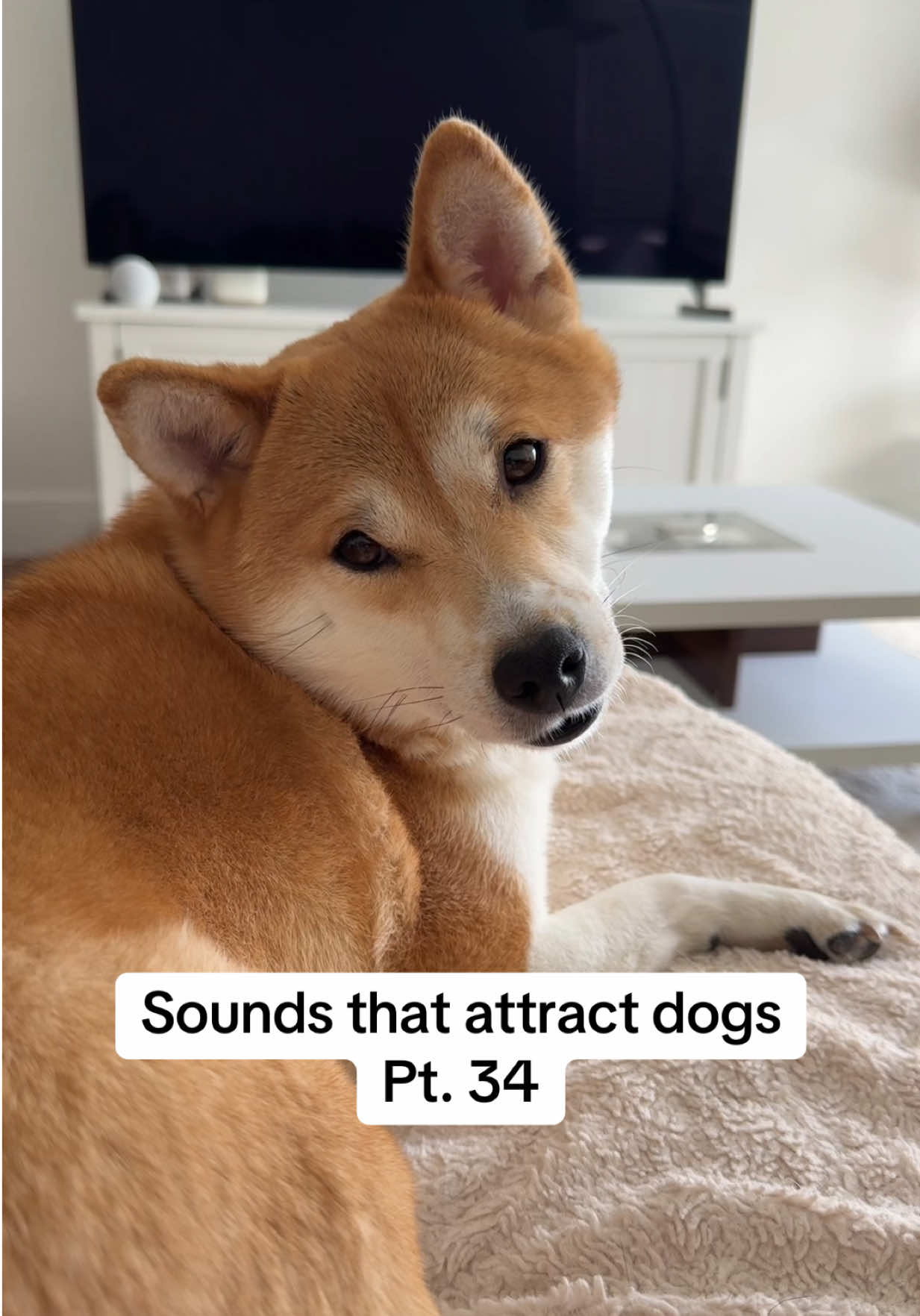 @Flock of Shibas 🐕🐕🐕