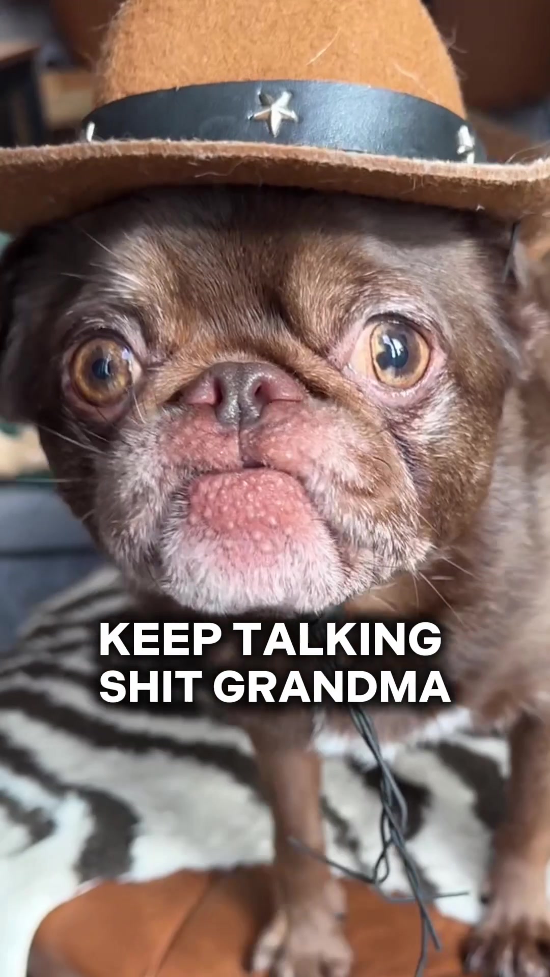 @ChilliThePug