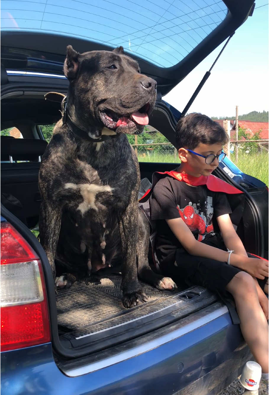 @Presa Canario Varro Bull
