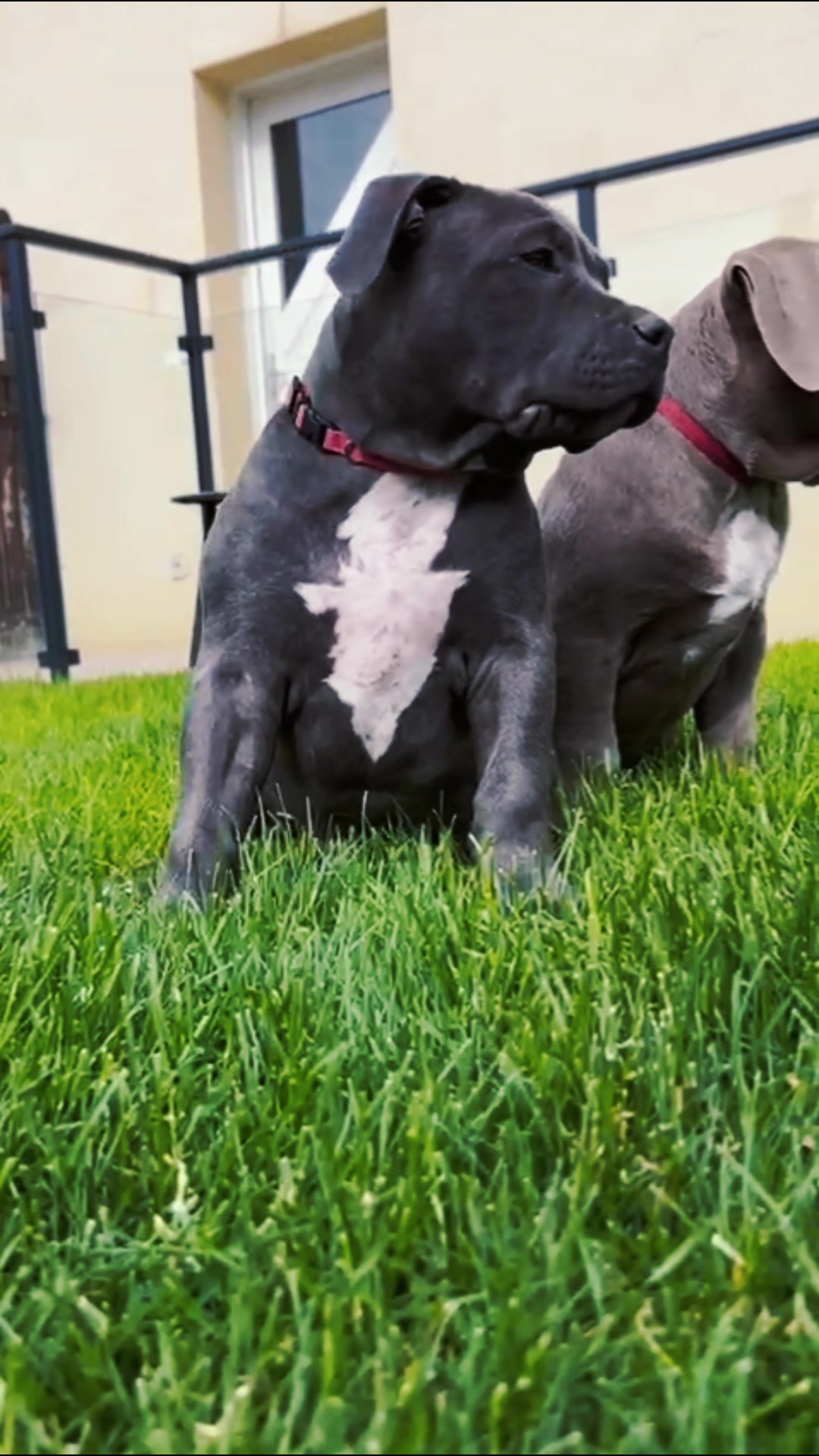 @ShadowBullyXXL