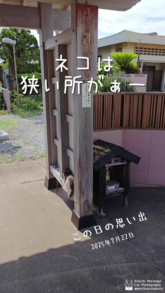 @猫写真家 森永健一