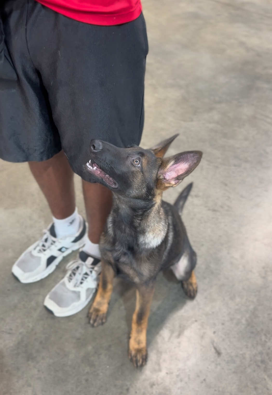 @Protection Dog Sales