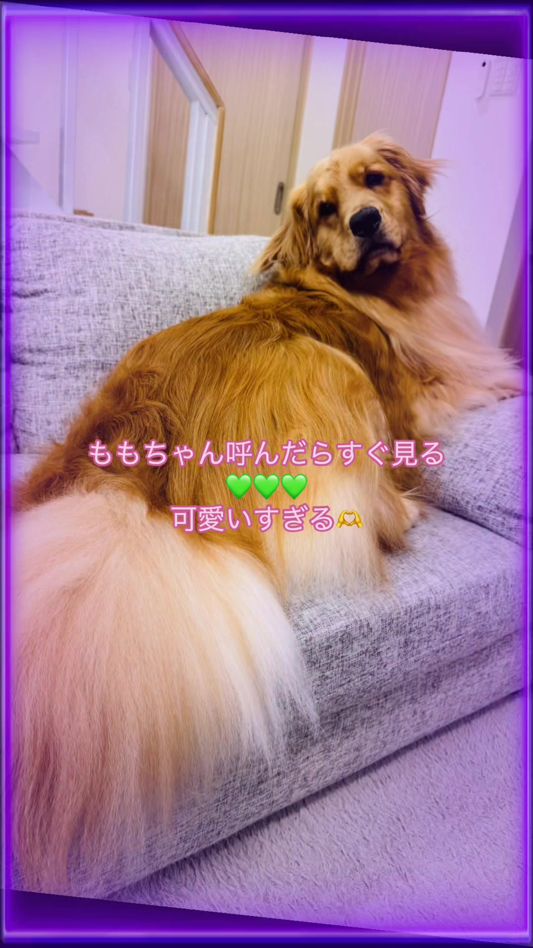 @ACIKA🇯🇵🇲🇨MOMO🍑🐶
