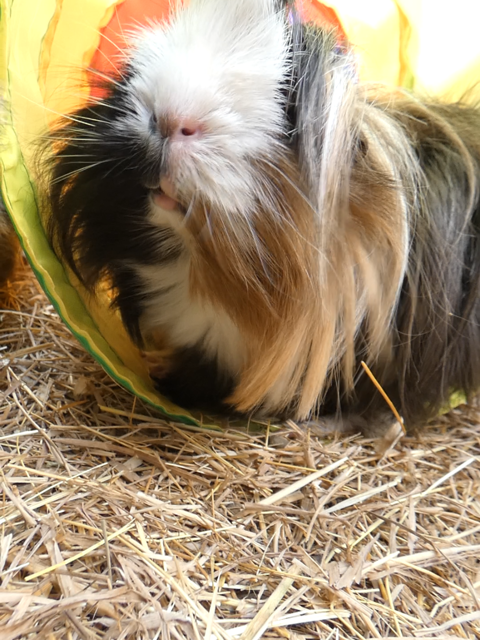 @Guinea Pig Dad