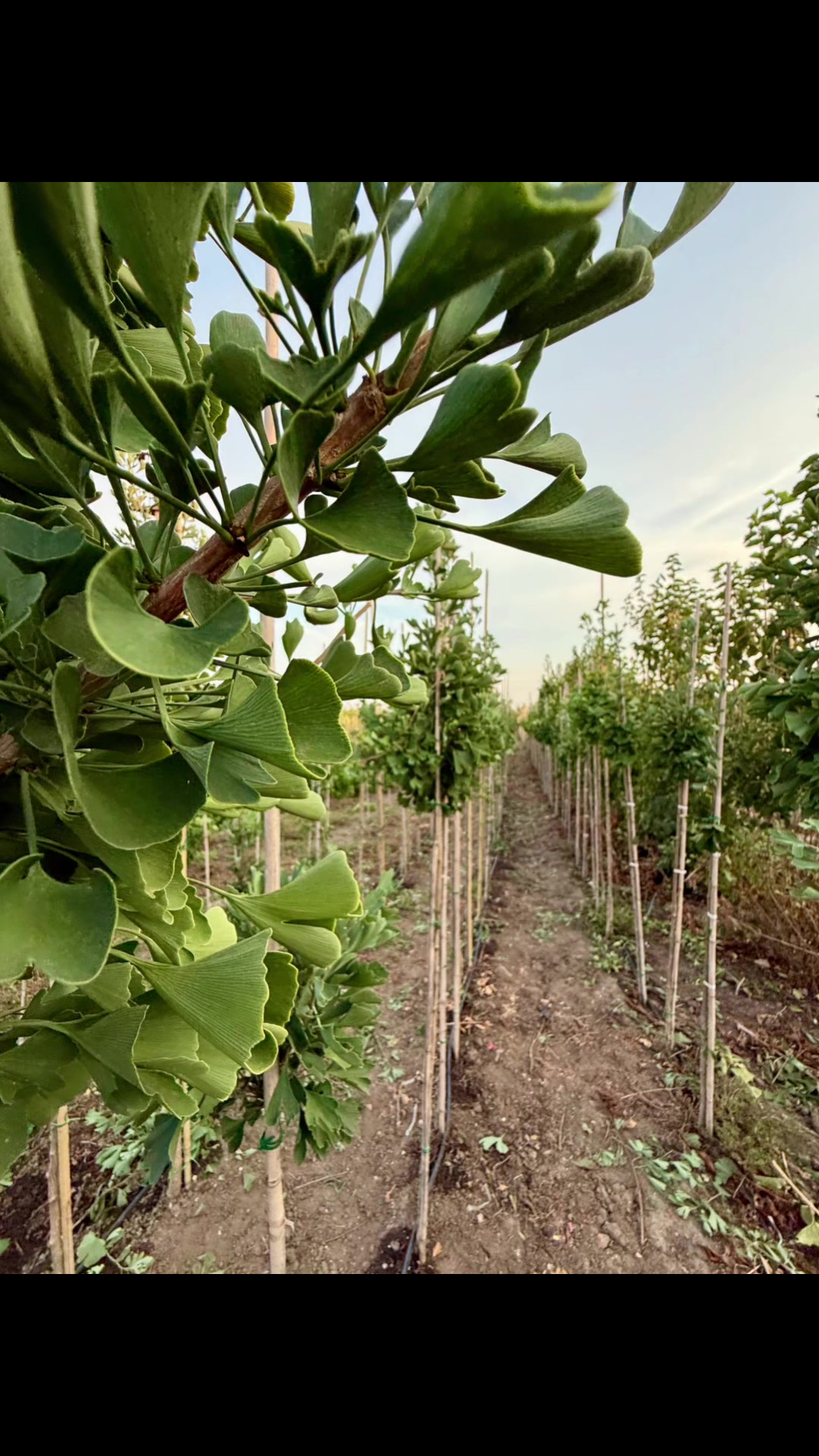 @Plantează