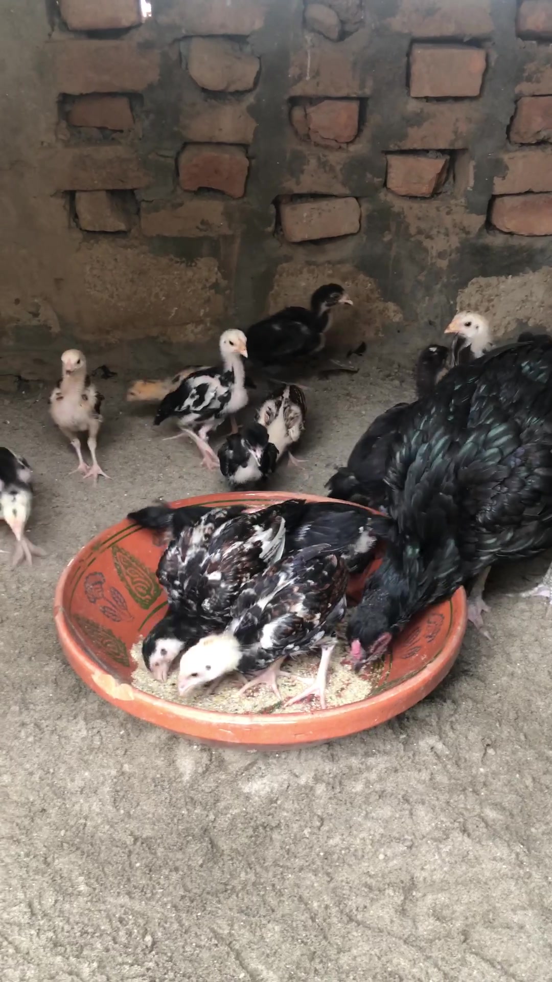 @Poultry Markaz