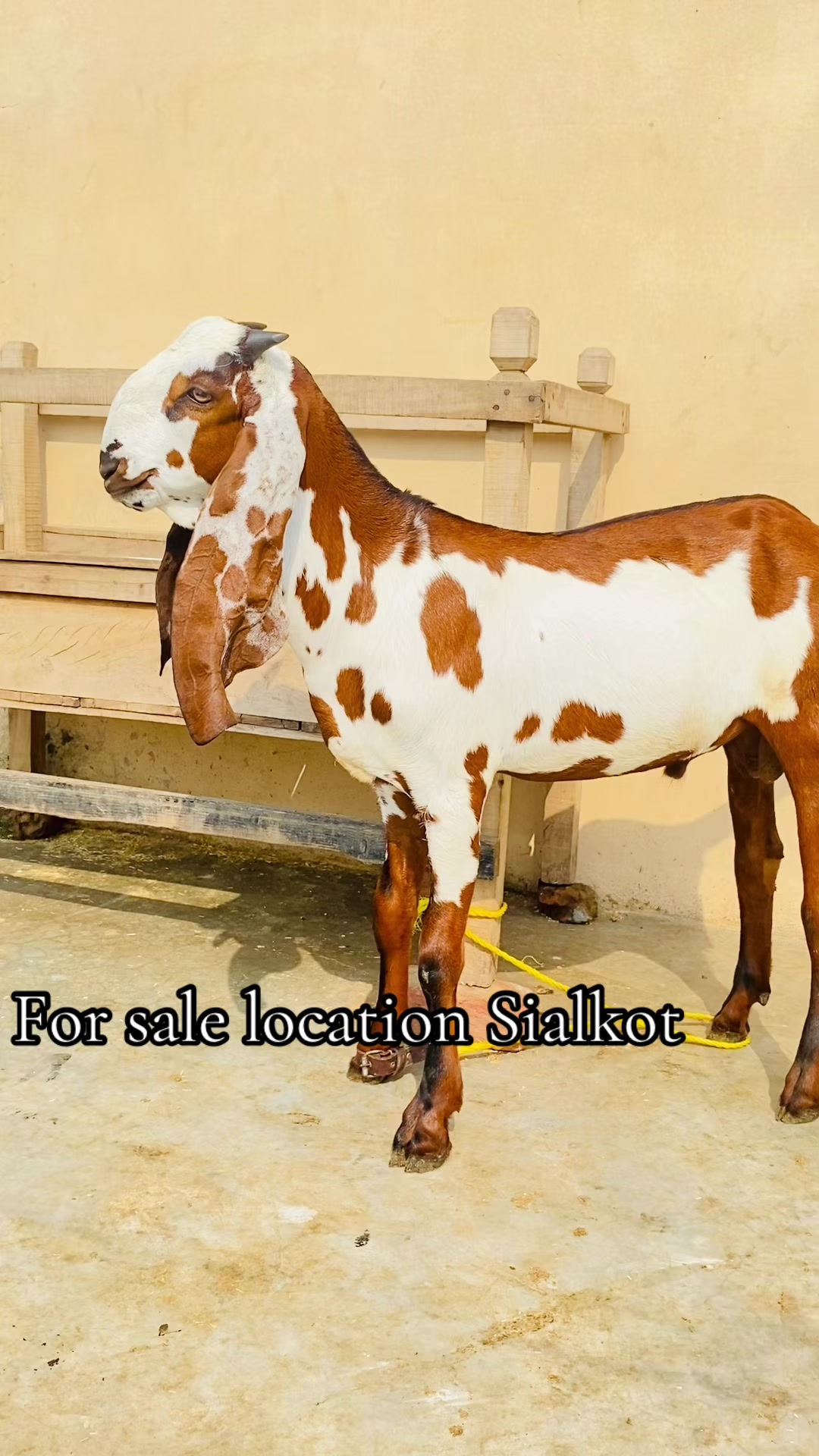 @Murwa Goat farm