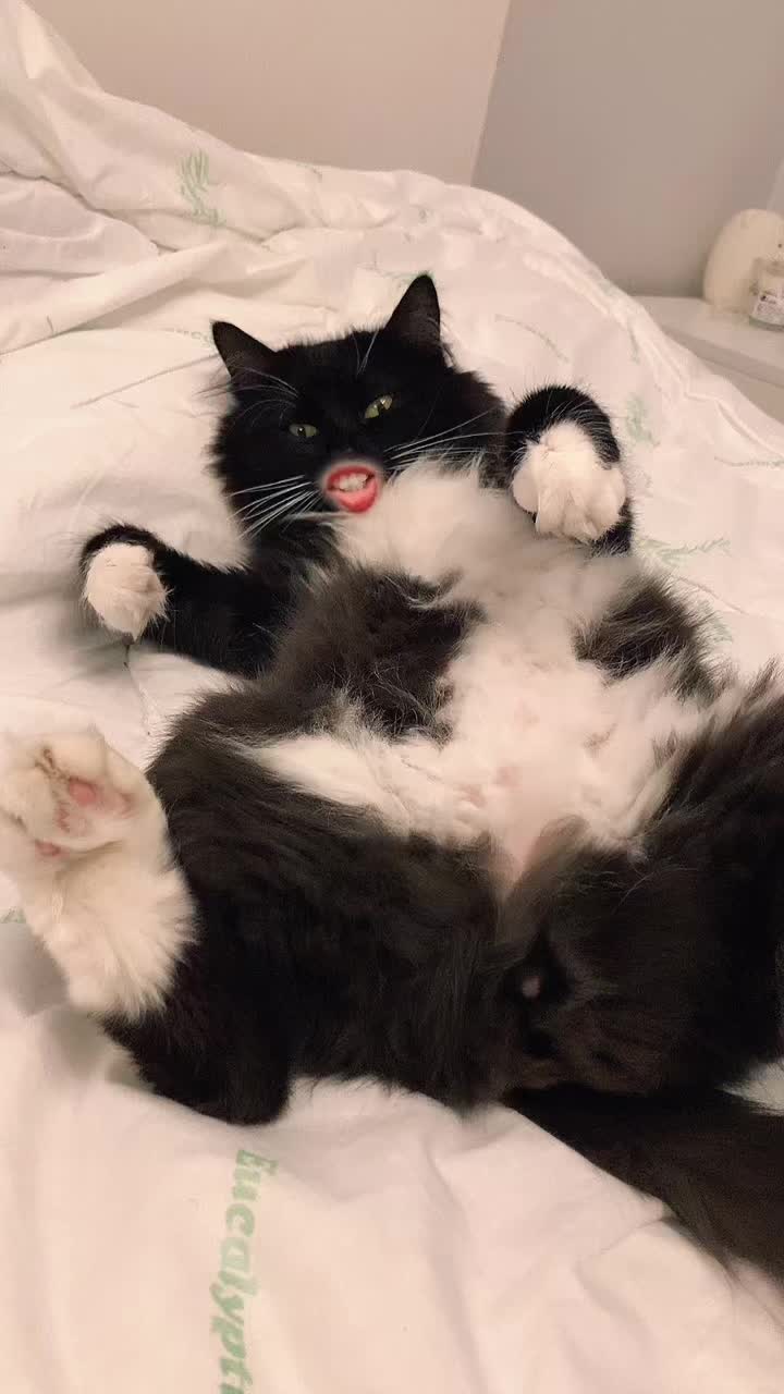 @КОТ МУЖИК 🐾