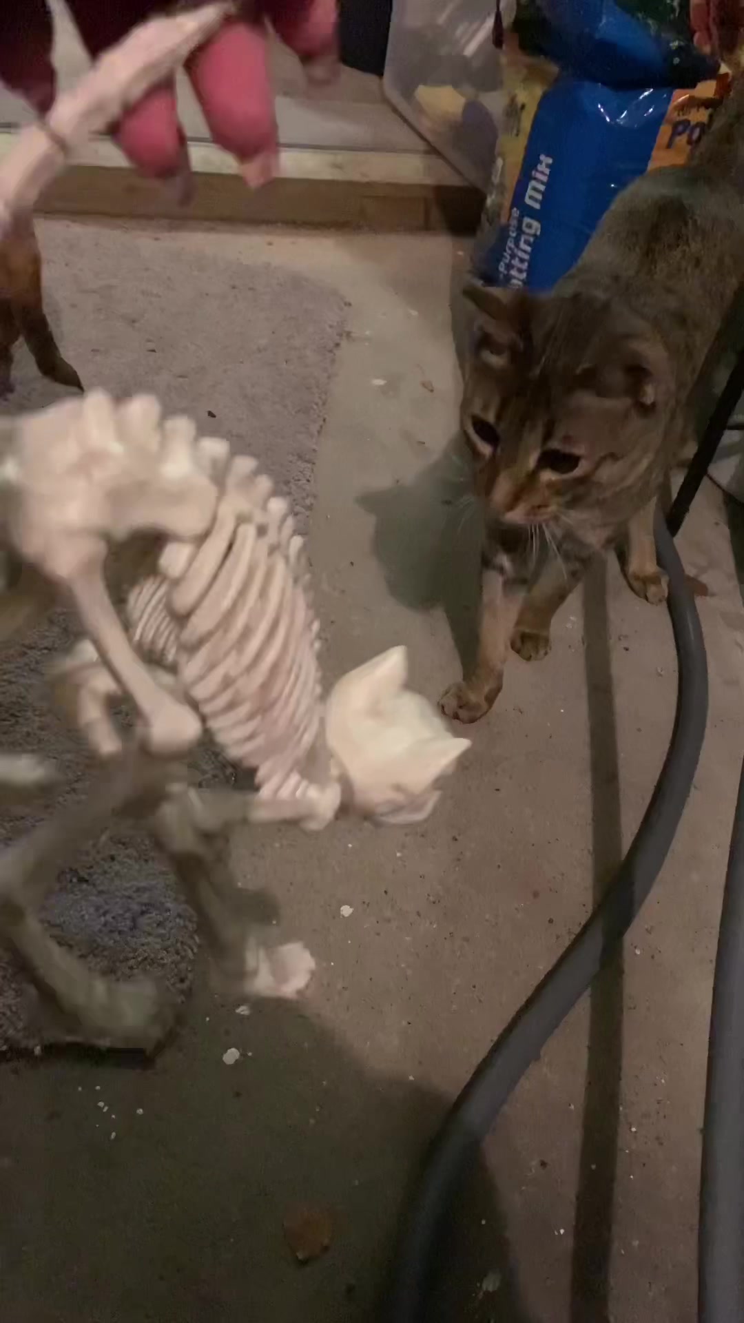 @Atlas the Cat