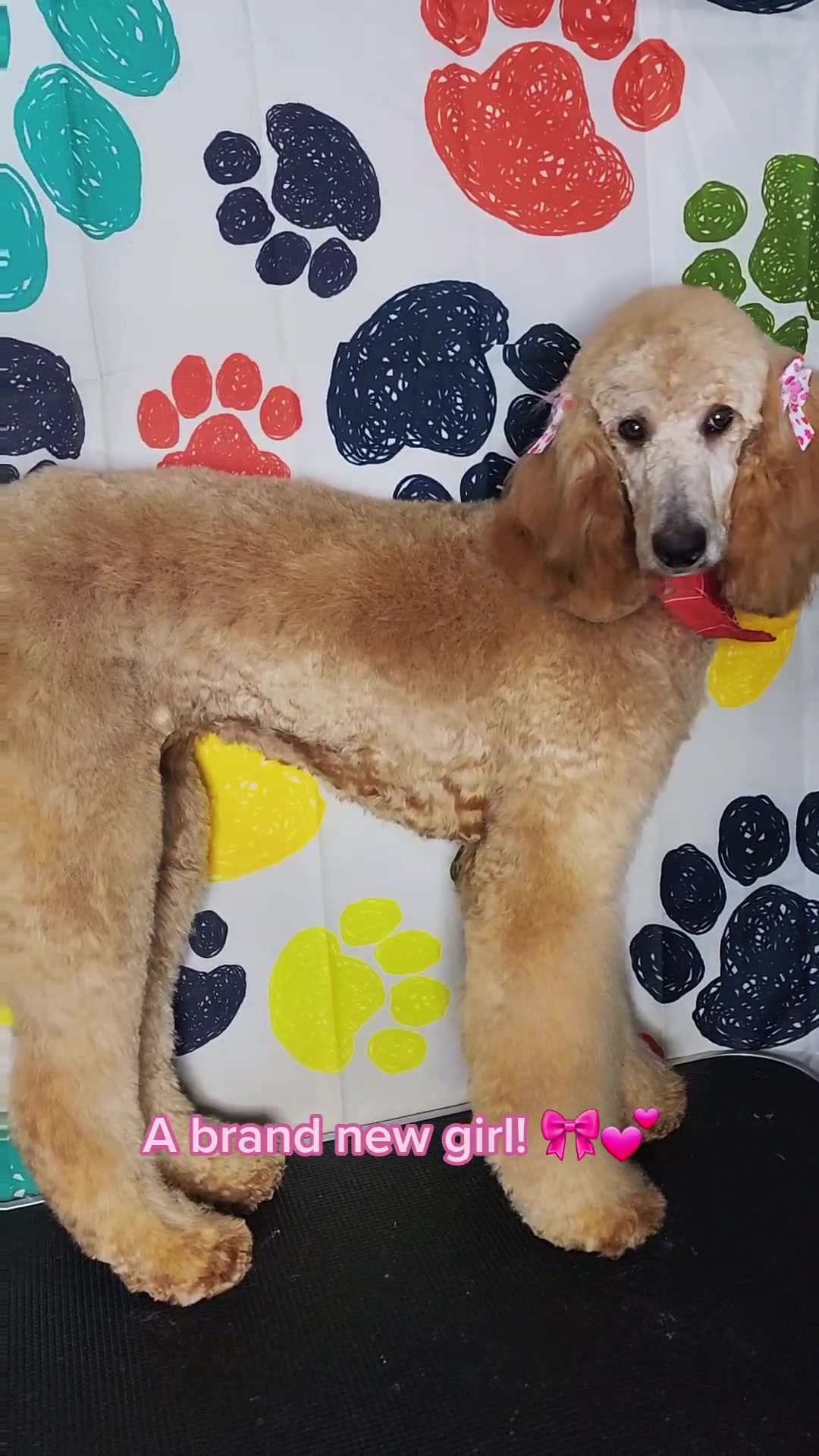 @diamondsdoggydaycare