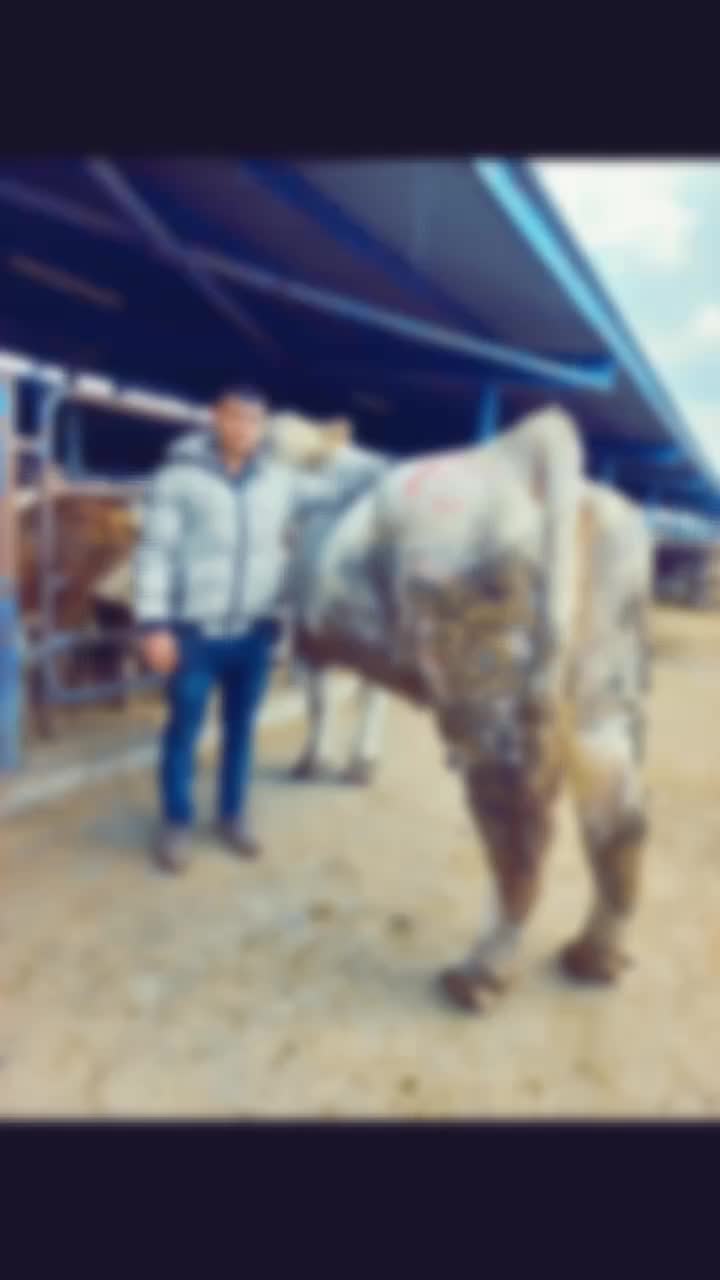 @şahin Akdoğan