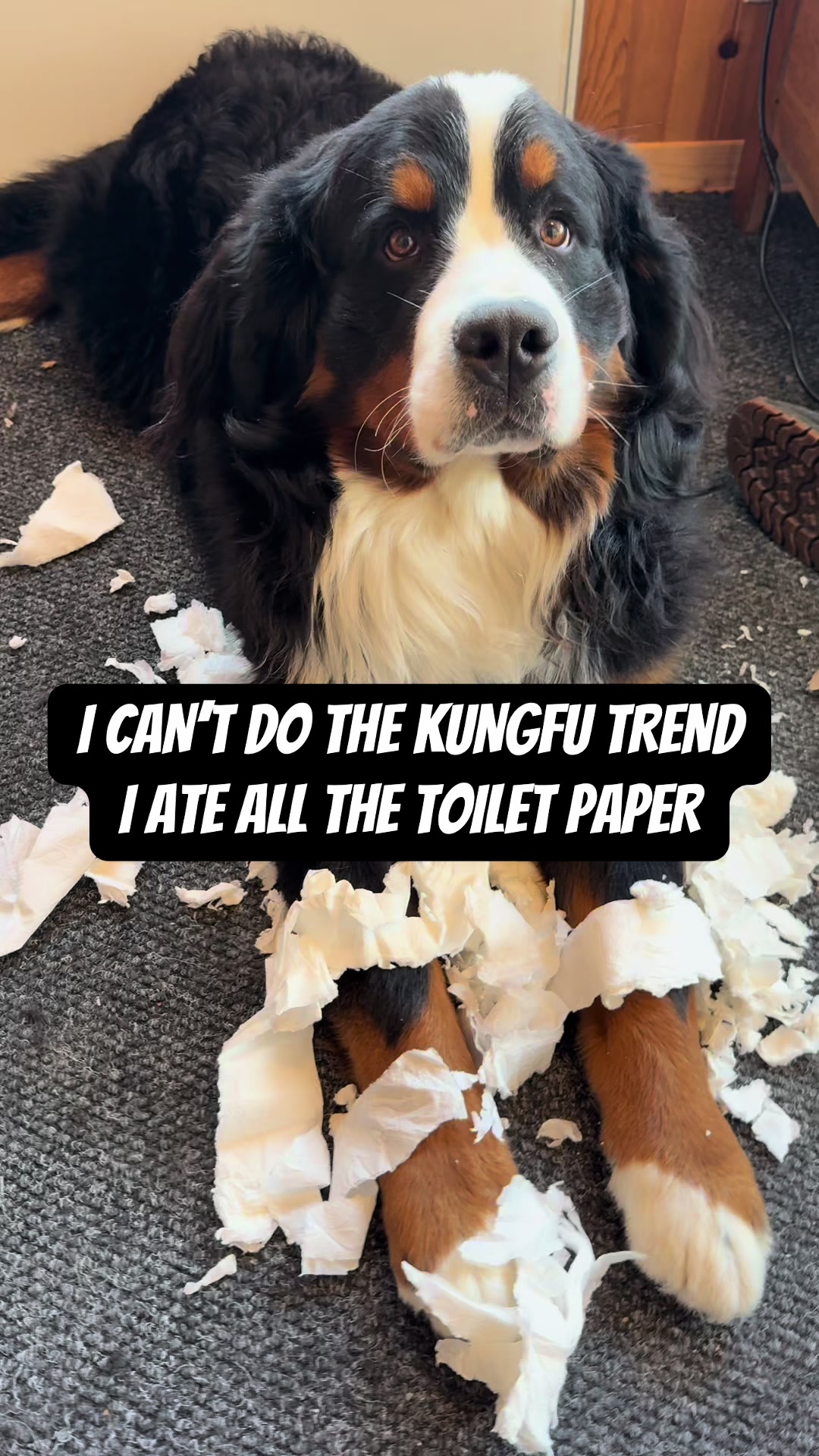 @Woody The Bernese