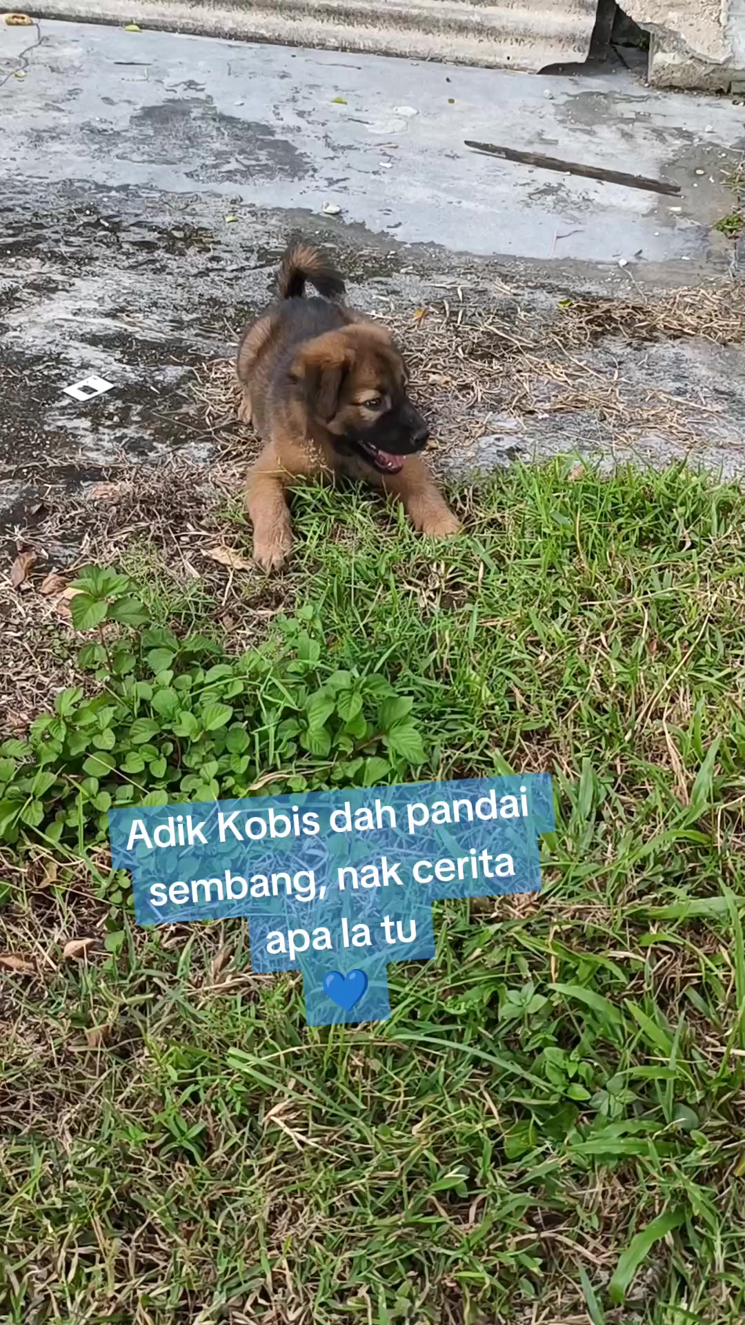 @🐕🐈⬛ Mommy Buluss 🐎🐒💙
