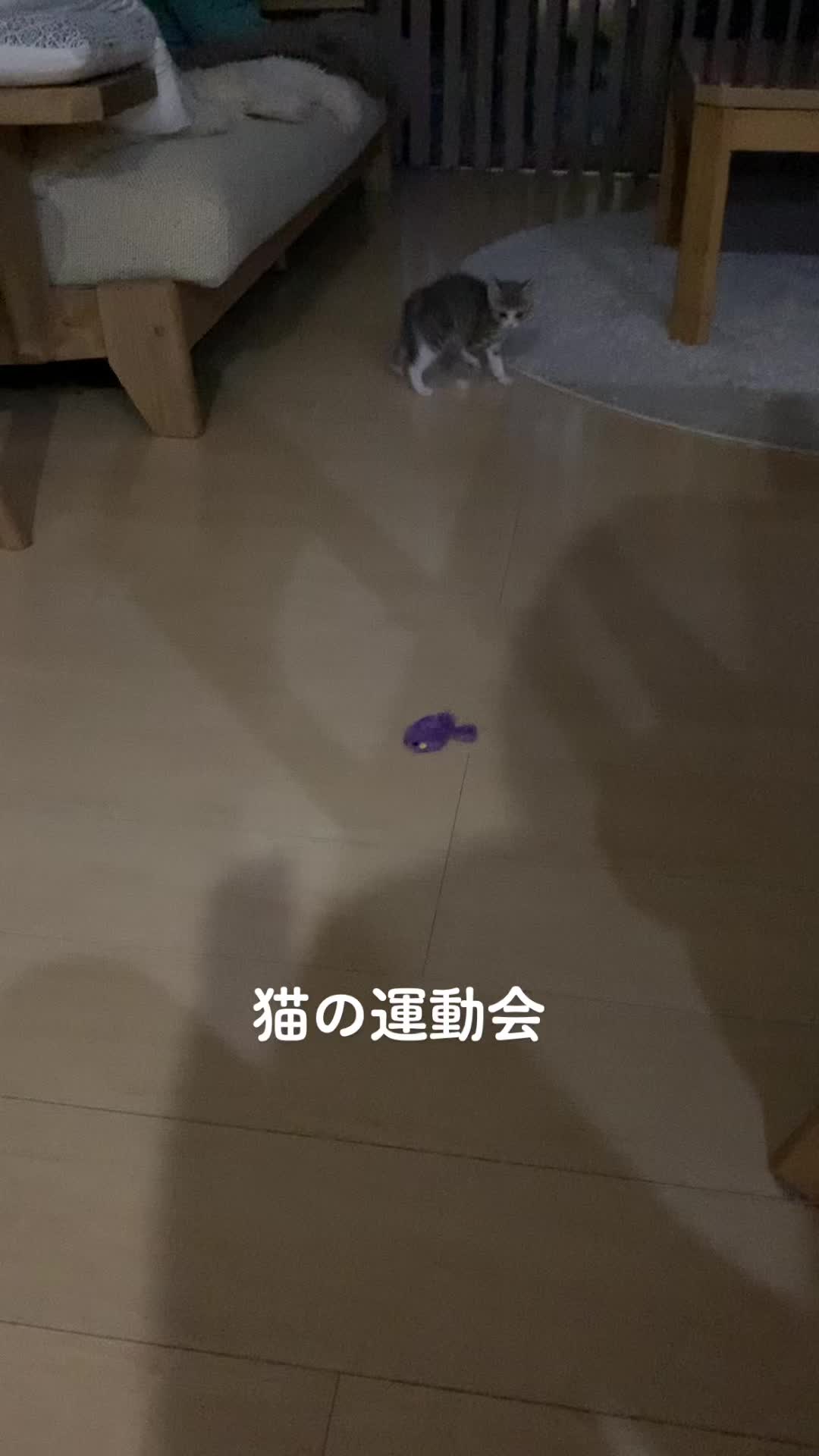 @saekokanehara