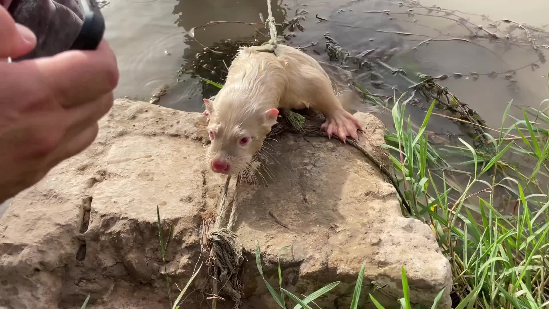 @الحياة البرية العراقية Iraqi W