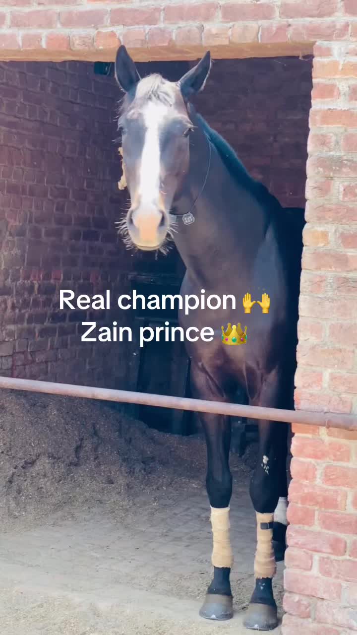 @Ch Hammad bokan &hearts;️🐎