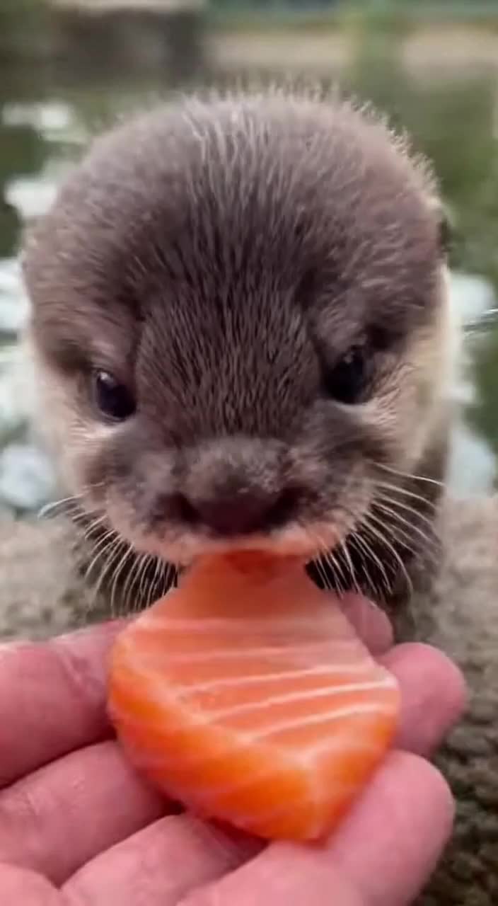 @baby_otters0