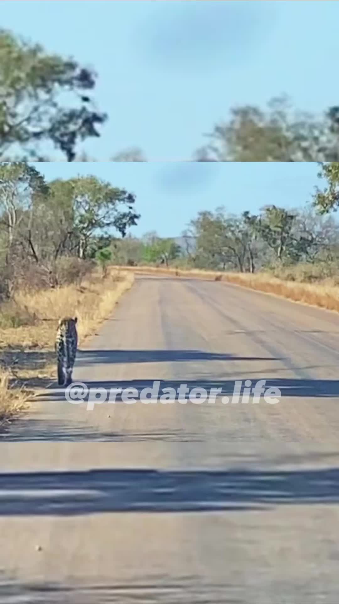 @Predator Life