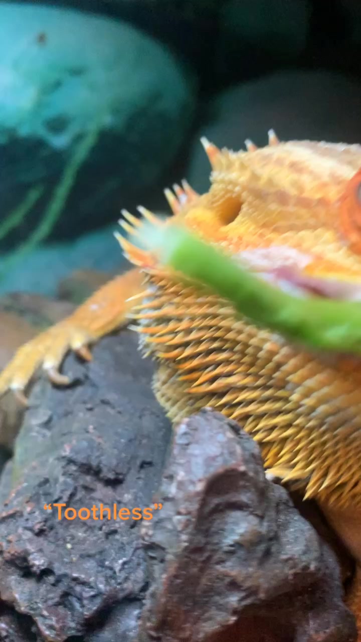 @Reptile Edu-tainment