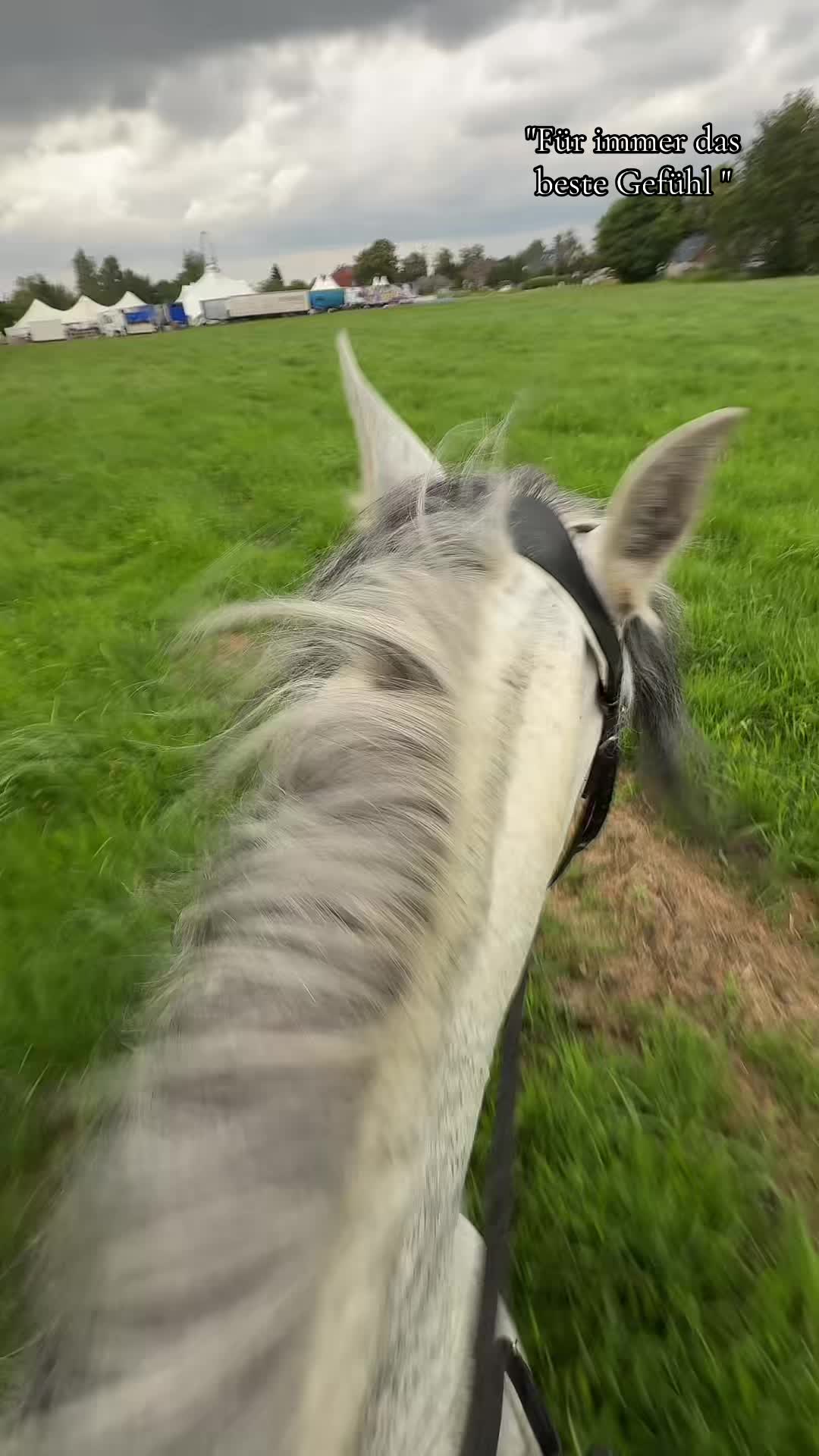 @Horses