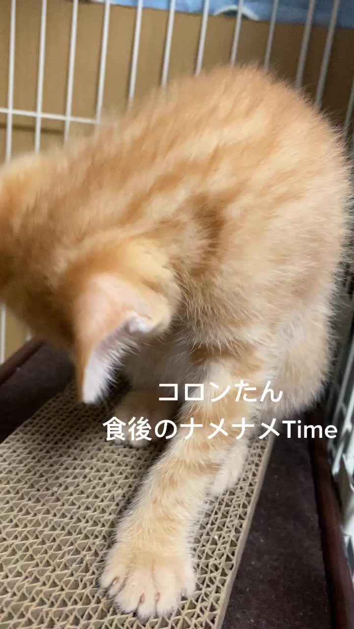 @Toomo-cats🐈