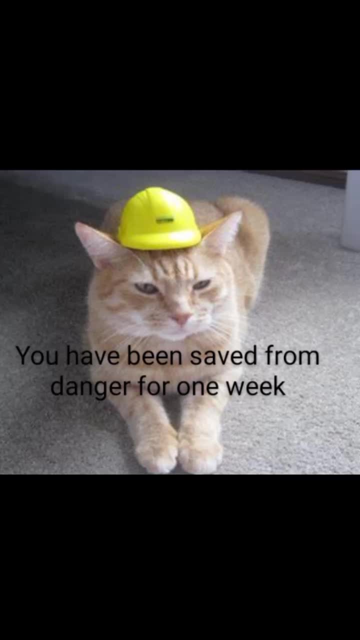 @Safety Cat