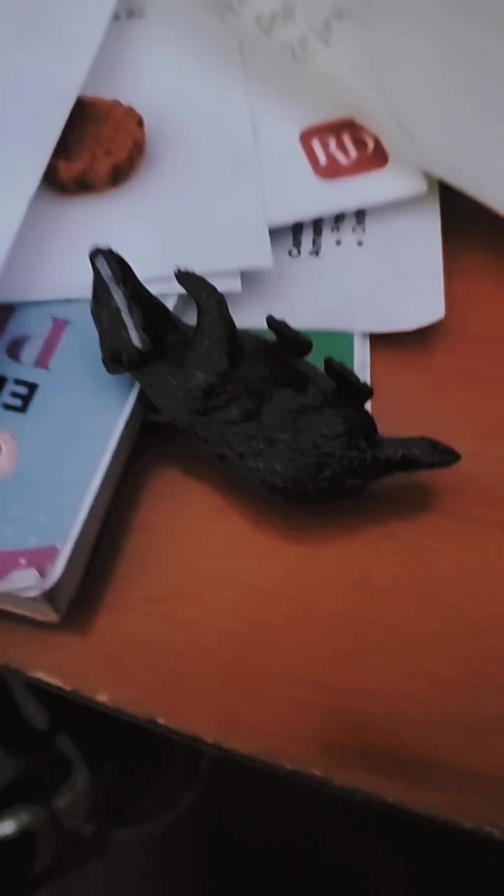 @Toy Tiktok