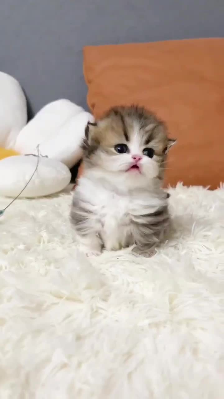@CutePetEncyclopedia