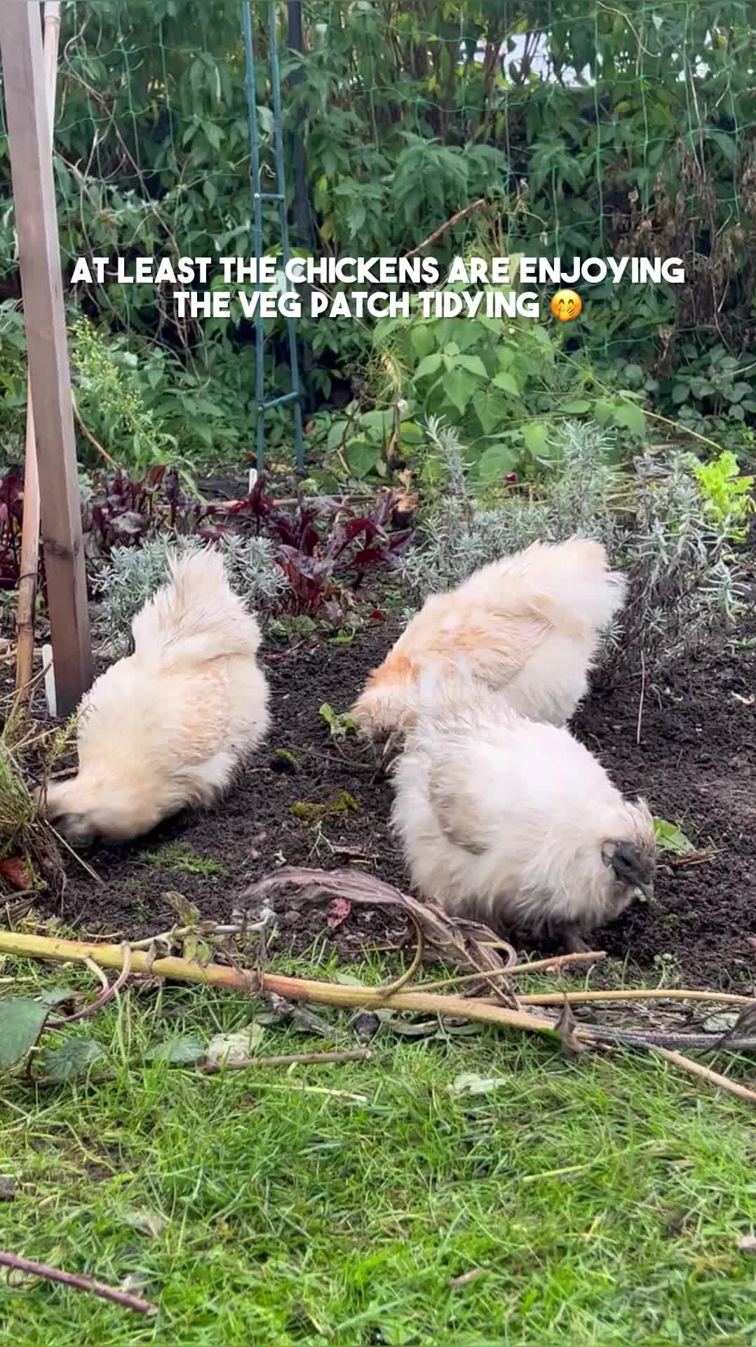 @Diary of a Yorkshire Gardener