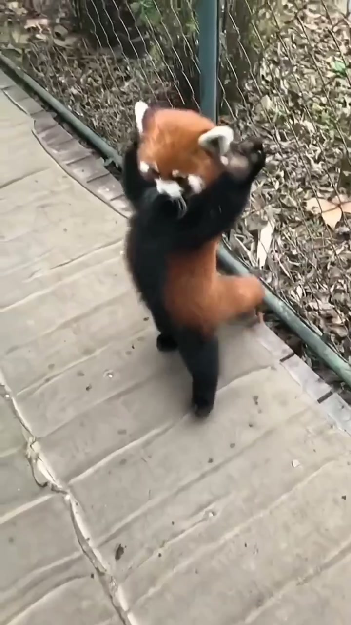 @littlepanda6487