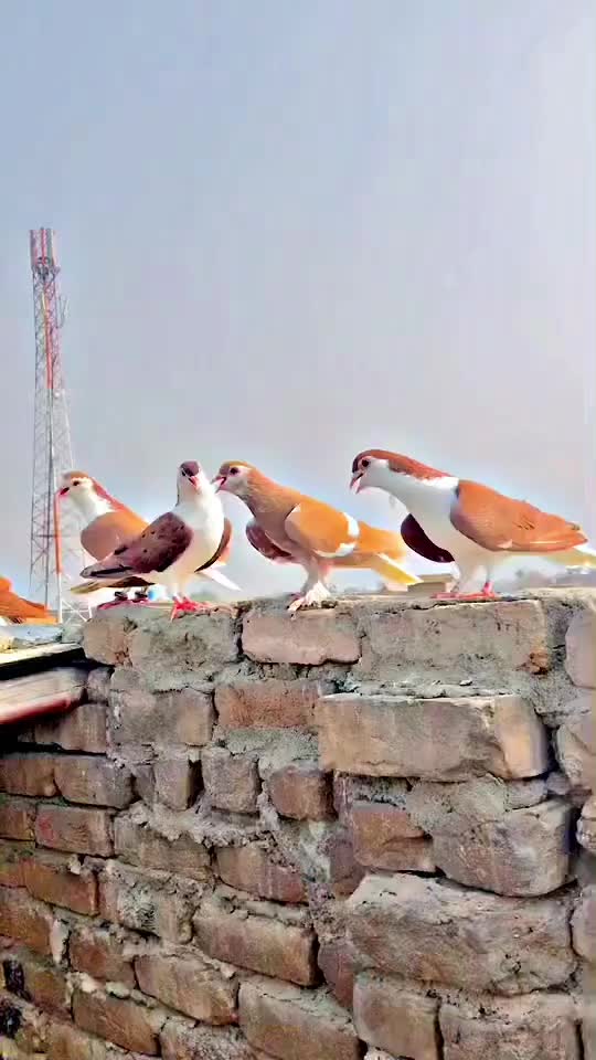 @MalikAtif