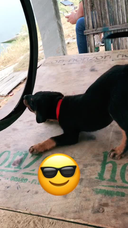 @champion dog cannel