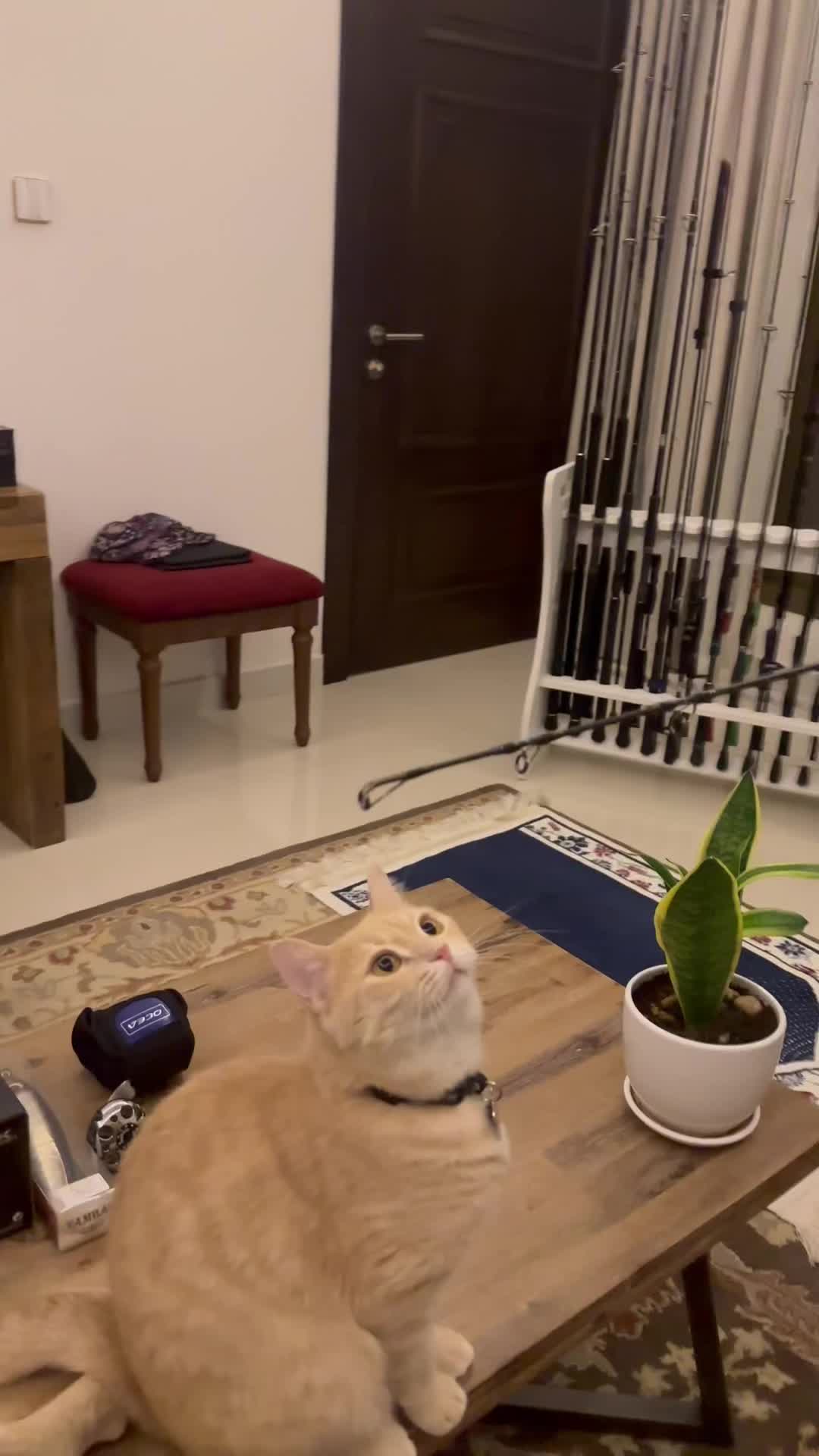 @Gandalf the Cat