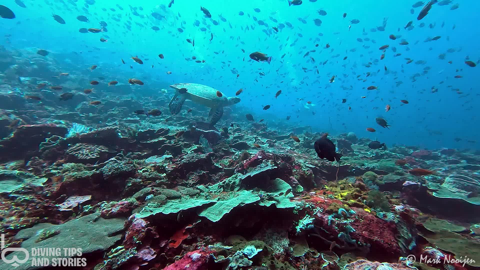 @Diving Tips and Stories